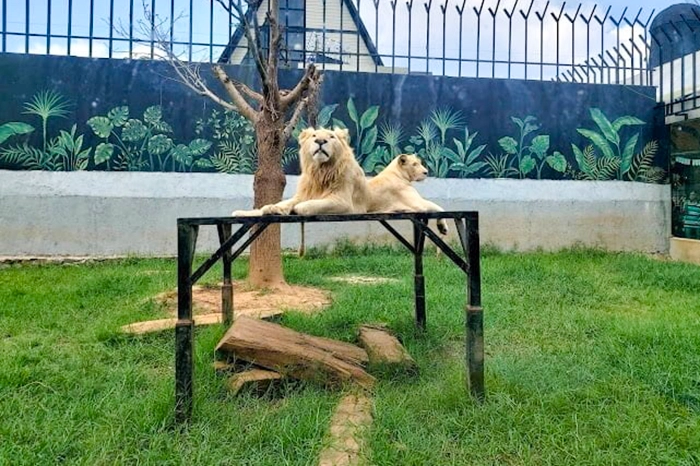 Area Binatang Langka Harga Tiket Masuk Lembang Park Zoo